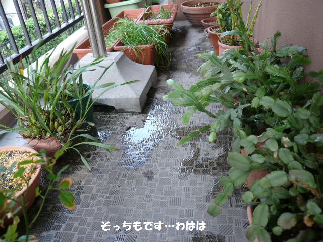 e0094407_16424622.jpg