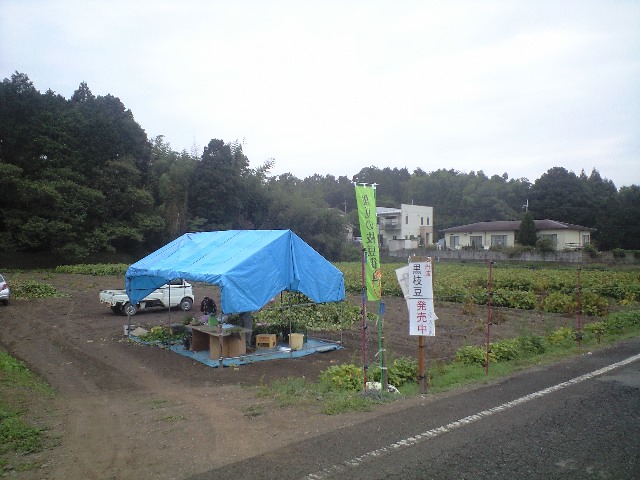 黒豆 紫ずきん_a0194908_0473463.jpg