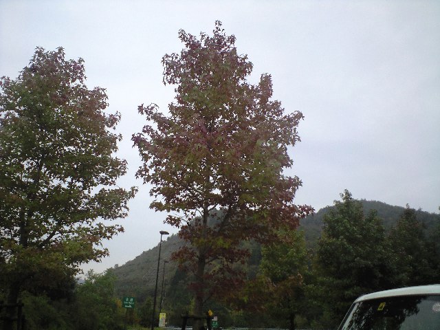 黒豆 紫ずきん_a0194908_0501143.jpg