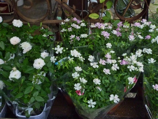 c0167112_20581693.jpg