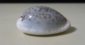 オミナエシダカラ お気楽釣り日誌 オミナエシダカラ お気楽釣り日誌