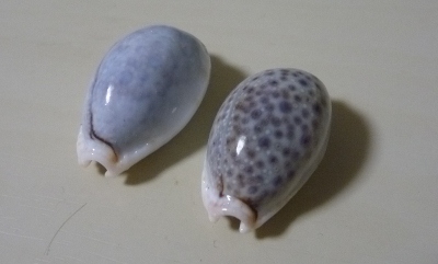 オミナエシダカラ お気楽釣り日誌 オミナエシダカラ お気楽釣り日誌