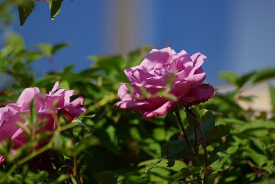 f0170524_14154521.jpg