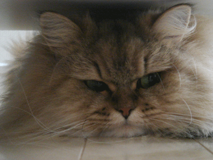 e0157129_18595119.gif