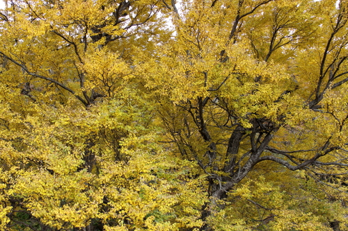 思い起こせば 10月17日_f0113639_18123596.jpg