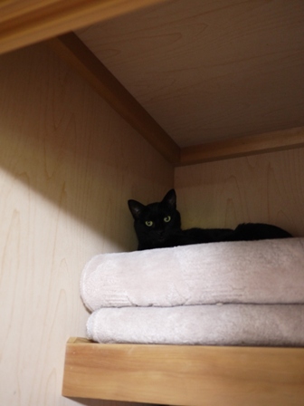 猫のお友だち りんちゃんペコちゃん編。_a0143140_2112439.jpg