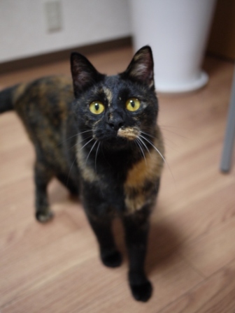 猫のお友だち りんちゃんペコちゃん編。_a0143140_21175270.jpg