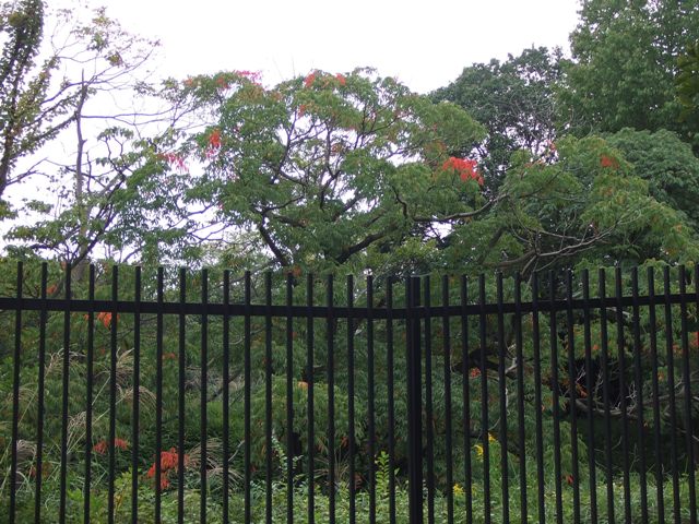 Exercise around the Nintoku Mausoleum, the largest graveyard in the world_e0046748_23394050.jpg