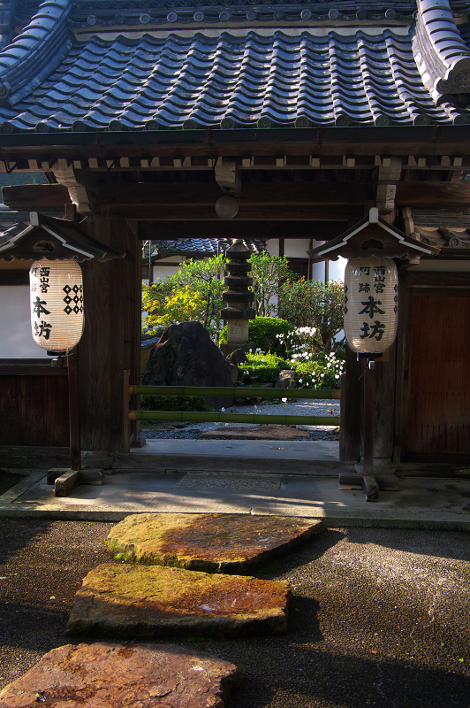 秋明菊咲く善峯寺（後編・本坊庭園）_f0155048_22104119.jpg