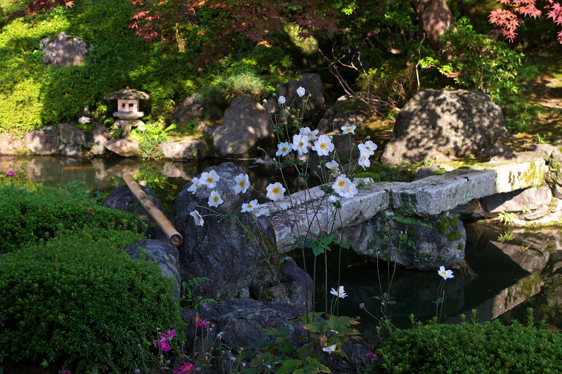 秋明菊咲く善峯寺（後編・本坊庭園）_f0155048_2211394.jpg