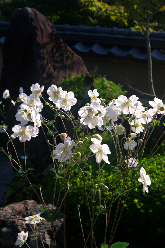 秋明菊咲く善峯寺（後編・本坊庭園）_f0155048_22114234.jpg