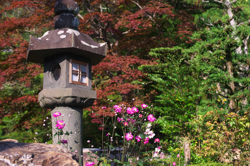 秋色・善峯寺（番外編）_f0155048_22475230.jpg