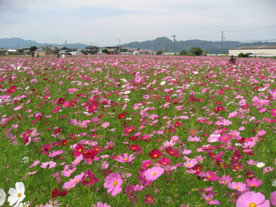 コスモス_f0006356_16303349.jpg