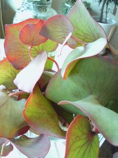 紅葉狩り_a0229658_16102848.jpg