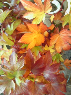 紅葉狩り_a0229658_1661572.jpg