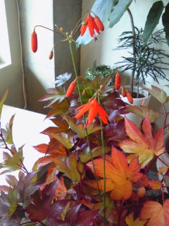紅葉狩り_a0229658_1674080.jpg