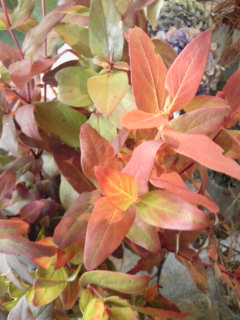 紅葉狩り_a0229658_1691556.jpg