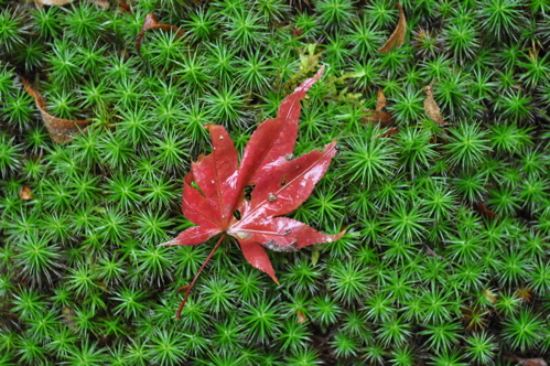 e0125762_054649.jpg