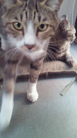 ニャン・ロル （Cats  Rolfing）_d0065364_1933930.gif