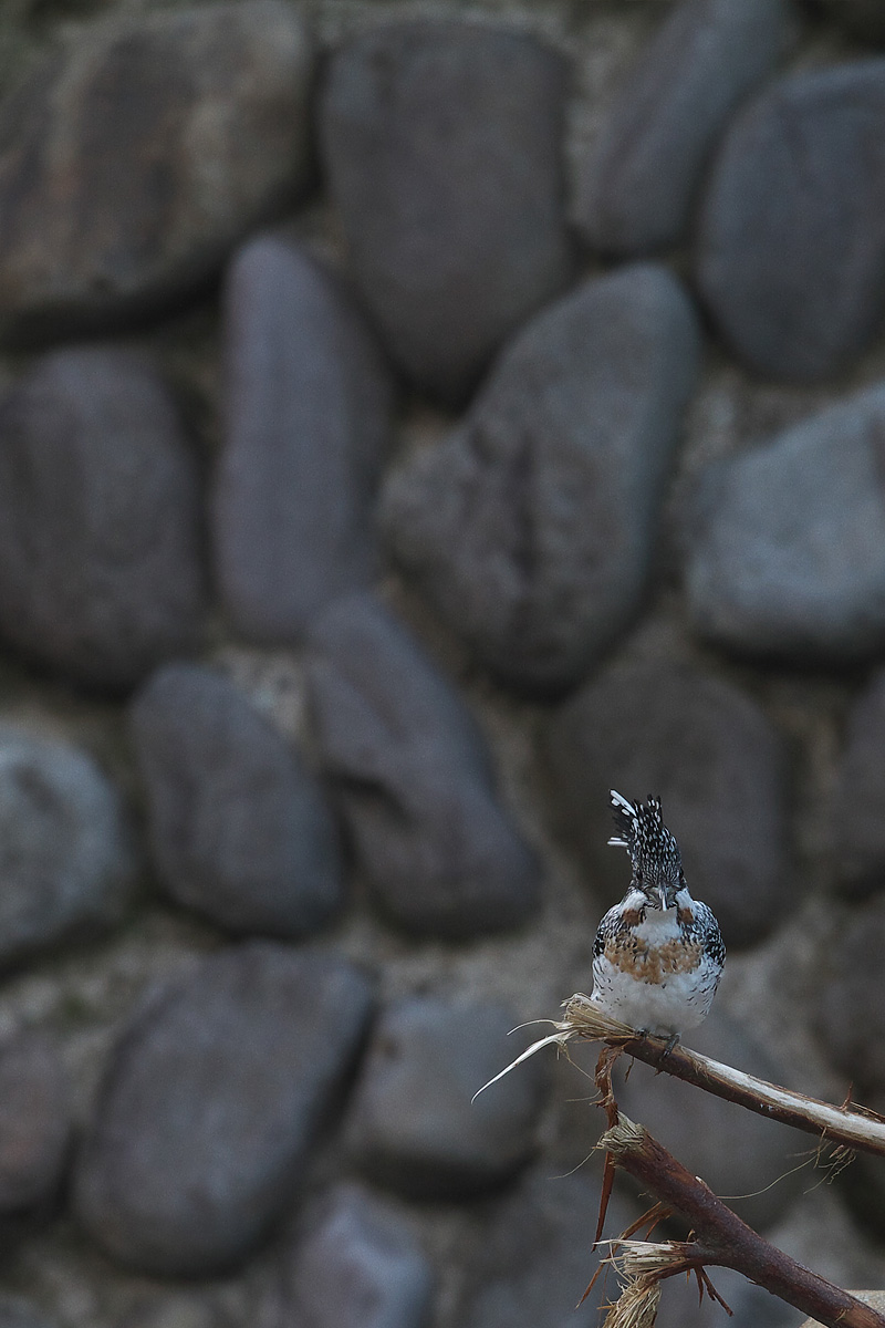b0180476_2373349.jpg
