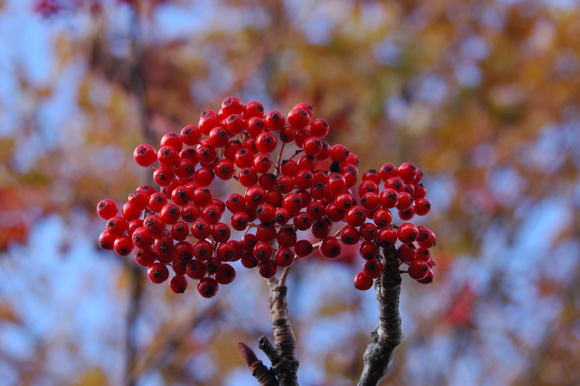 赤城山の紅葉_c0212083_05764.jpg