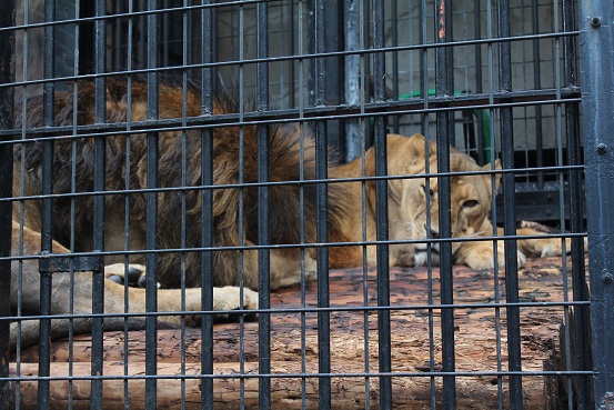 野毛山動物園　60周年_b0107691_3164038.jpg