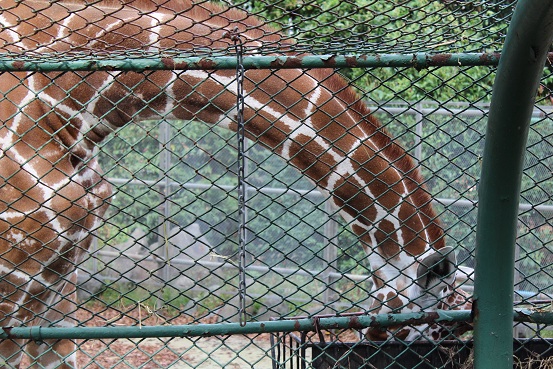 野毛山動物園　60周年_b0107691_3221632.jpg