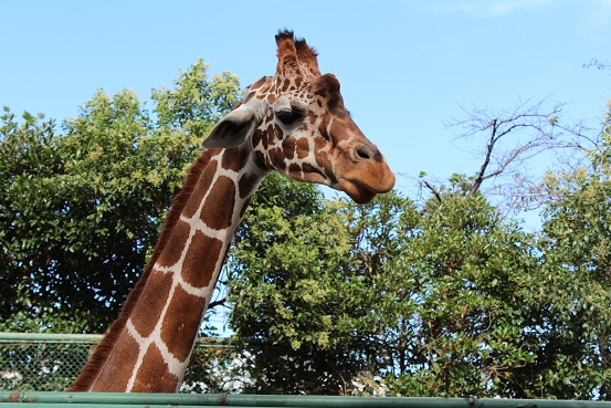 野毛山動物園　60周年_b0107691_322545.jpg