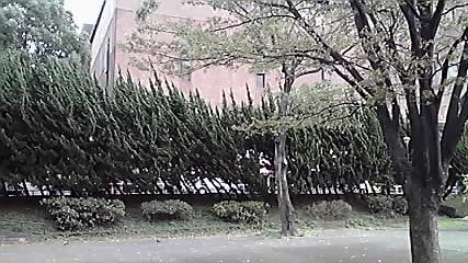 日本青年館の「杉」!_d0003502_2374974.jpg