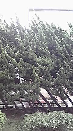 日本青年館の「杉」!_d0003502_2384679.jpg