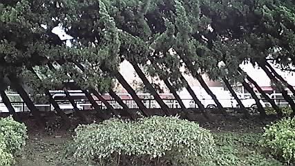 日本青年館の「杉」!_d0003502_2394375.jpg