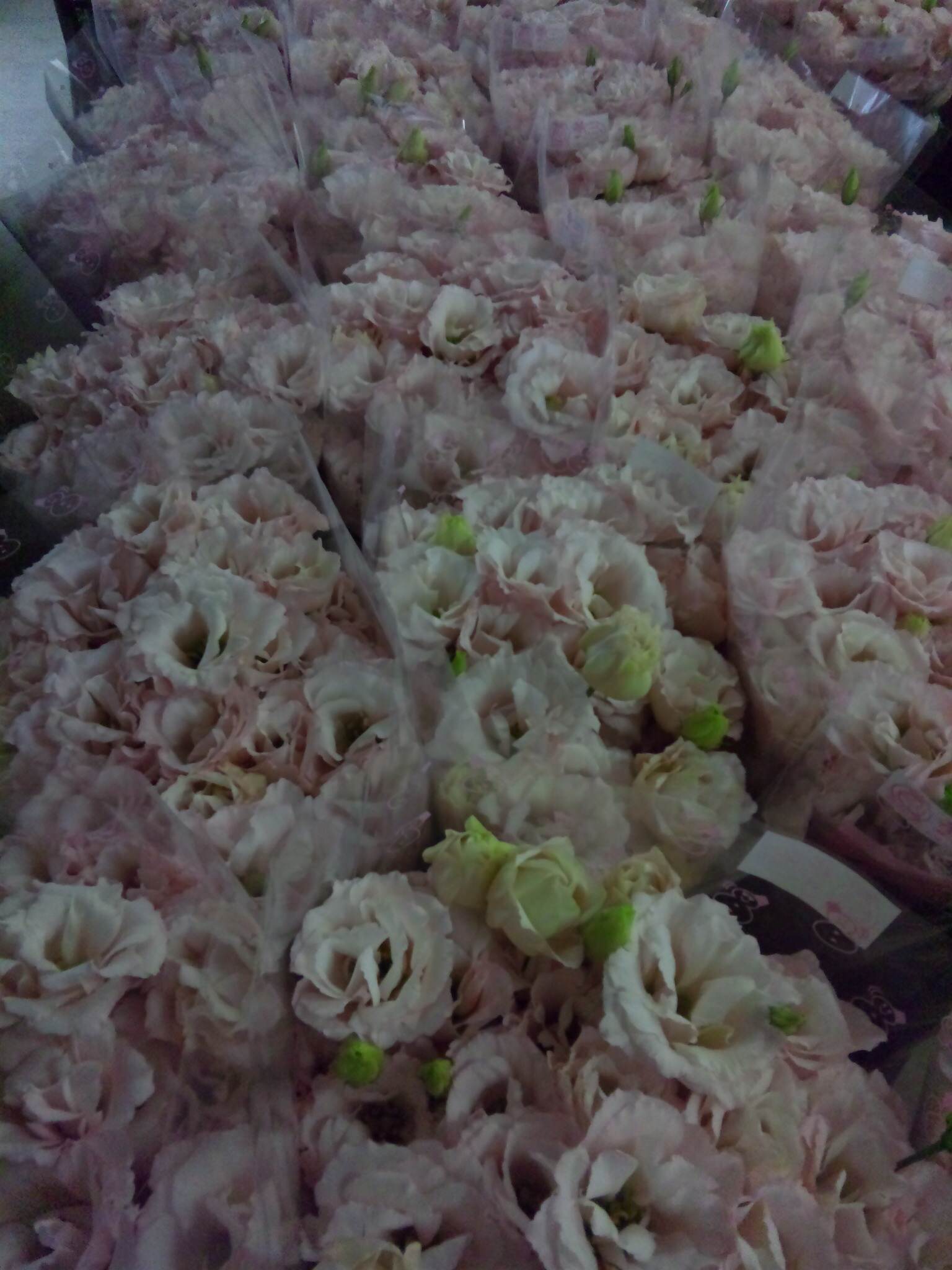 緑芯ライトピンク八重_d0099708_13413542.jpg
