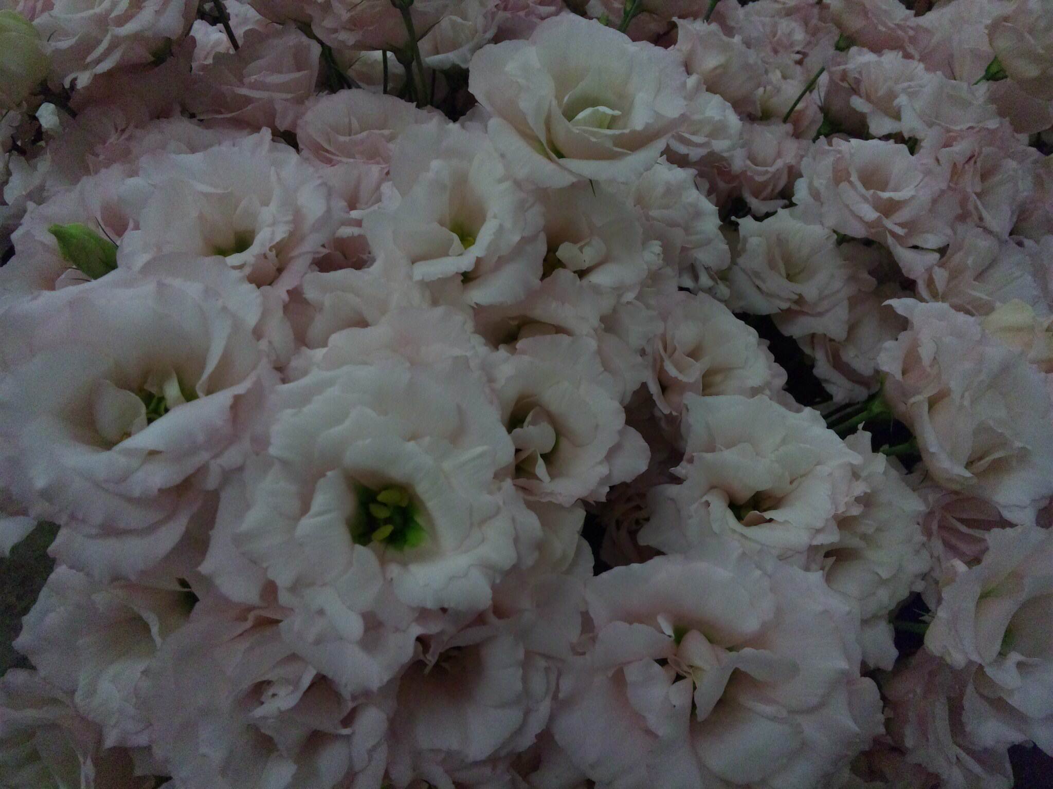 緑芯ライトピンク八重_d0099708_13413545.jpg