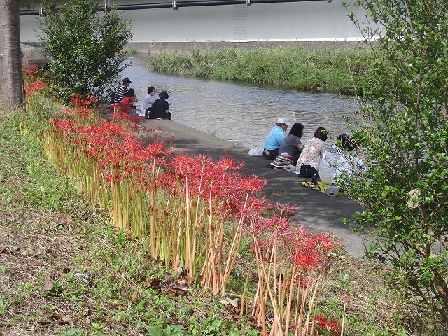 10月29日(土)に滝川で彼岸花の株分け・植付けを!_f0141310_6374817.jpg