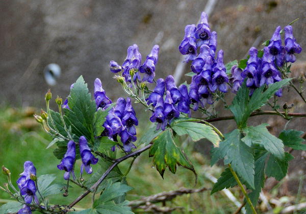 f0133013_2342964.jpg