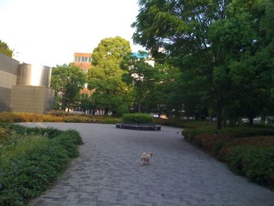 シュー太郎の朝練_a0077315_19273259.jpg