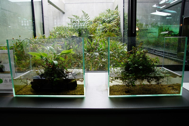 ADA Do!aqua ウォーターフォール 60cm （Nature Aquarium