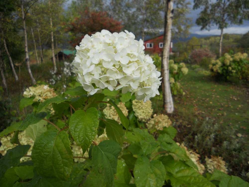 ミナヅキの花色の変化_d0143719_1114258.jpg