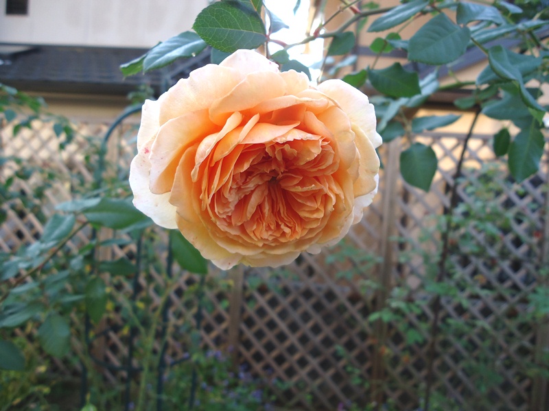 クラウン プリンセス マルガリータへの気がかり Doriのお気に入り