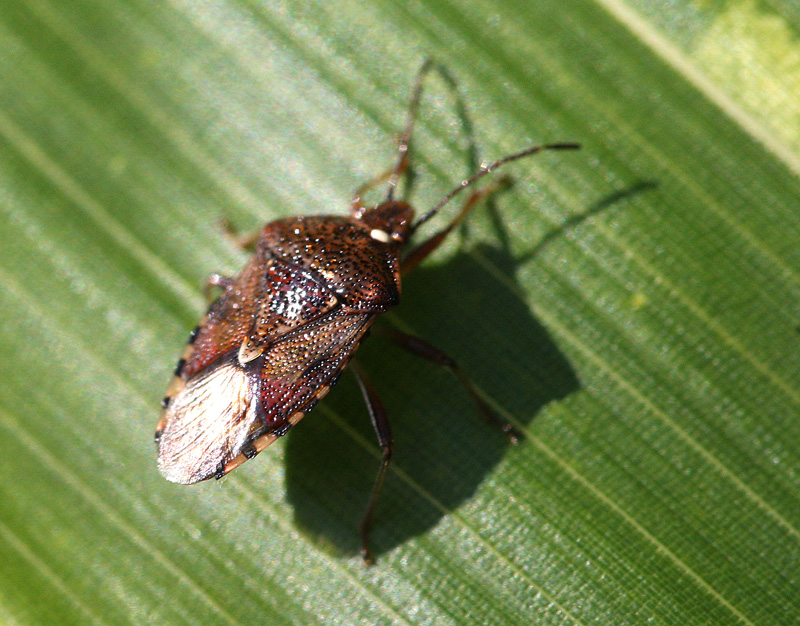 ヒメツノカメムシ？ Elasmucha putoni　？_f0161823_5464530.jpg