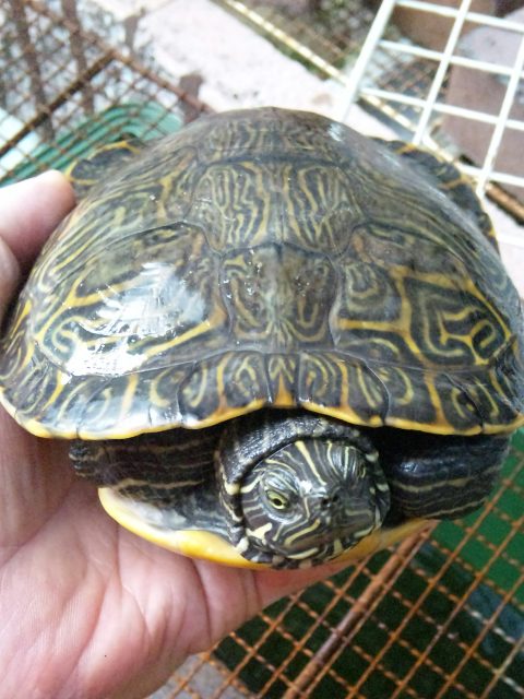 リバークーター Happy Tortoise Life リバークーター Happy Tortoise Life