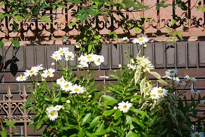 f0170524_1329295.jpg