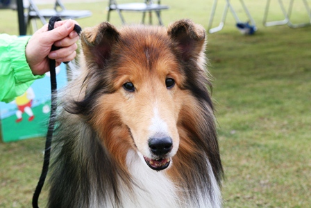 犬ネタが続きます_f0131535_1225615.jpg