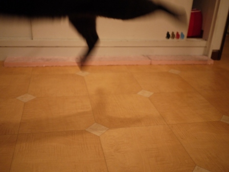 飛ぶ猫 ろった編。_a0143140_2323444.jpg