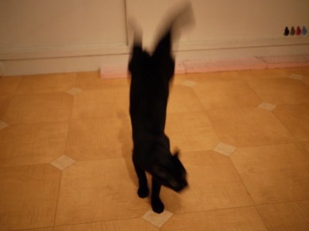 飛ぶ猫 ろった編。_a0143140_2325250.jpg