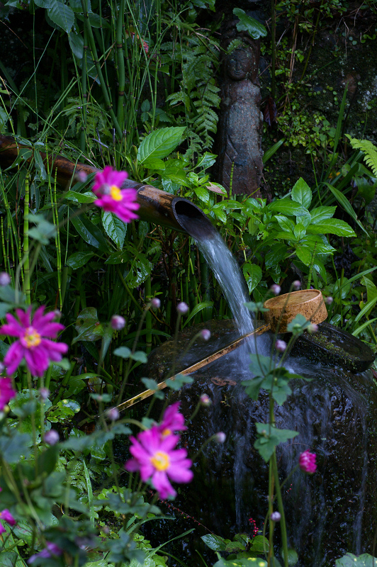 宗蓮寺の秋明菊_f0155048_23405060.jpg