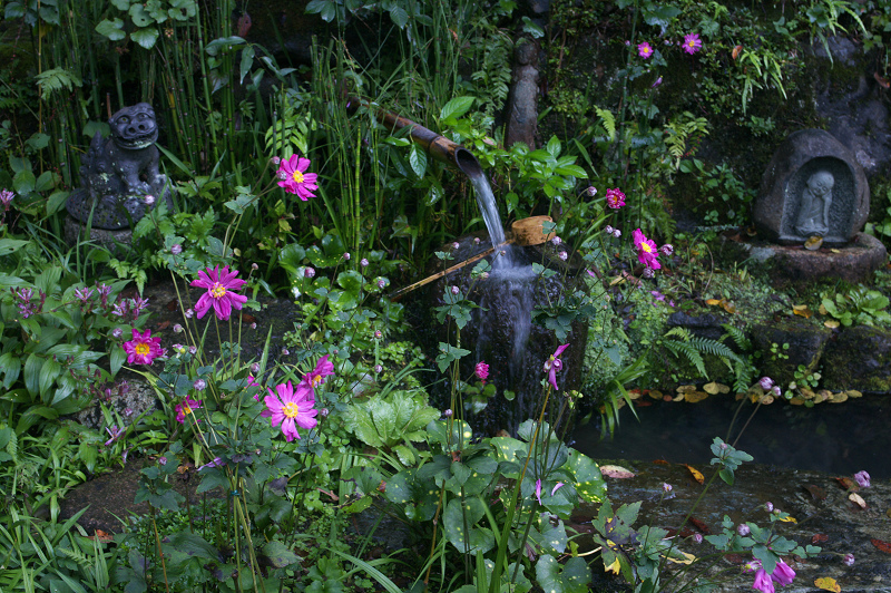 宗蓮寺の秋明菊_f0155048_23413460.jpg