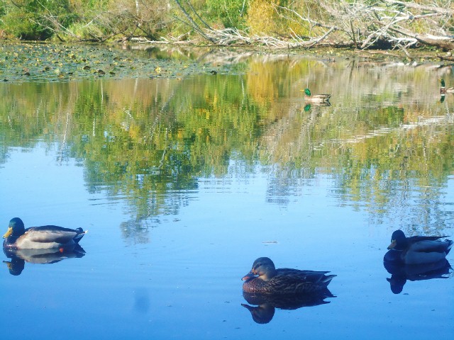 d0172957_12541239.jpg