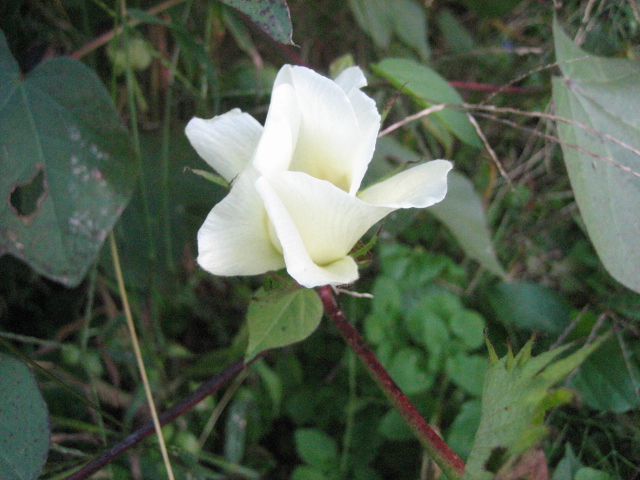 e0168764_20552439.jpg