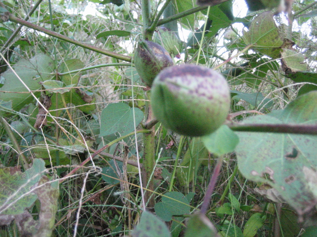 e0168764_20554064.jpg